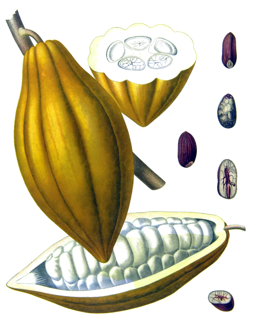 Cacao, Theobroma cacao: a ripe pod, a pod opened to show its seeds, and the seeds whole and cut. A chromolithograph from Köhler’s Medizinal-Pflanzen.